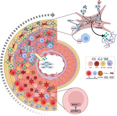 Arterial wall fibrosis in Takayasu arteritis and its potential for therapeutic modulation